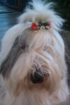christmas bow.jpg