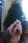 tree hunting.jpg
