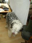 Samson 4.JPG