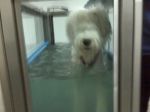 frankie swimming.jpg