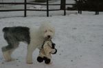 frankies first snow.jpg
