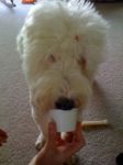 ice cream 2.JPG