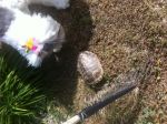 mattie turtle.JPG