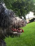 muddy hank 2.jpg