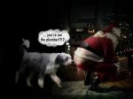 sniffing_out_santa_wtag.jpeg
