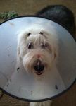 conehead.jpg