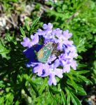 Small Butterfly DSC00309.jpg