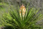 Small Cactus Flower DSC00181.jpg