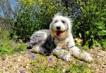 Small Ripley in the Flowers DSC00170.jpg