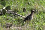 Small Road Runner DSC00281.jpg