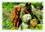 Small Three Dogs  Polaroid DSC00188.jpg