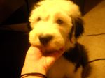 Bayli photos 2009 2010 381.jpg