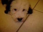 Oliver 025.jpg