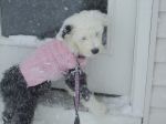 More of Lola 026.jpg