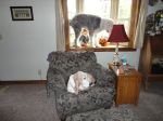 Butchy in the window 10-3-10 002.jpg