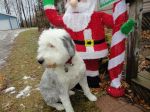 Celebrating Christmas 004.jpg