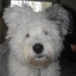 pictures of dogs from vicky.JPG
