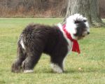 howard in the park wind at his back.jpg