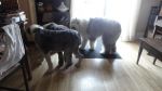 DSC02452.JPG