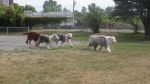 DSC02737.JPG