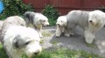 DSC02950.JPG