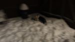 DSC05718.JPG