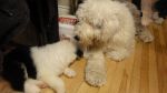 DSC05721.JPG
