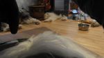 DSC06437.JPG