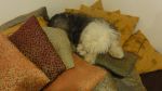 DSC06499.JPG