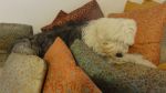DSC06626.JPG
