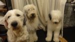 DSC07116.JPG