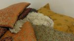 DSC07855.JPG