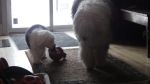 DSC08709.JPG