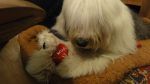 Mady with her toy.jpg