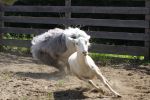 herding 1 045.JPG