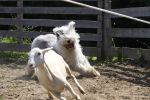 herding 1 046.JPG