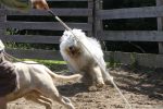 herding 1 048.JPG