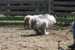 herding 1 065.JPG