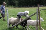 herding 3 156.JPG