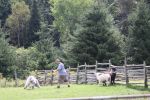 herding 3 160.JPG