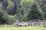herding 3 162.JPG