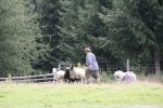 herding 3 165.JPG