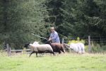 herding 3 166.JPG
