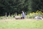 herding 3 171.JPG