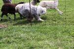 herding 3 175.JPG