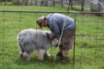 herding 3 180.JPG