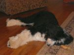 sleepy 002.JPG