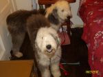 Daizy and Dolly 001.JPG