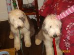 Daizy and Dolly 003.JPG