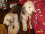 Daizy and Dolly 004.JPG